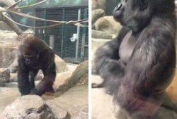 娱乐吃瓜酱动物园大猩猩,动物园大猩猩的趣味日常