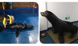 娱乐吃瓜君海狮,揭秘娱乐圈那些不为人知的幕后故事